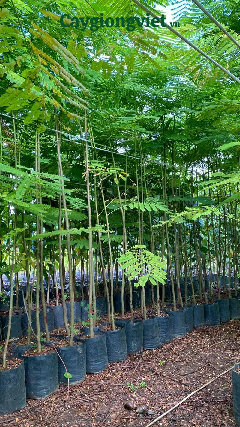 Cây Phượng Vĩ (phượng đỏ) cây phượng vĩ