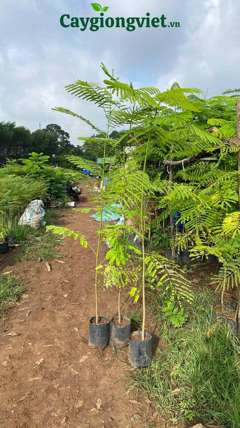 Cây Phượng Vĩ (phượng đỏ) cây phượng vĩ