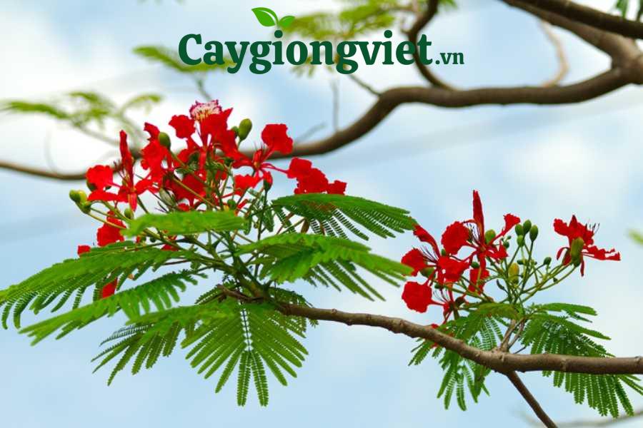 Cây phượng vĩ