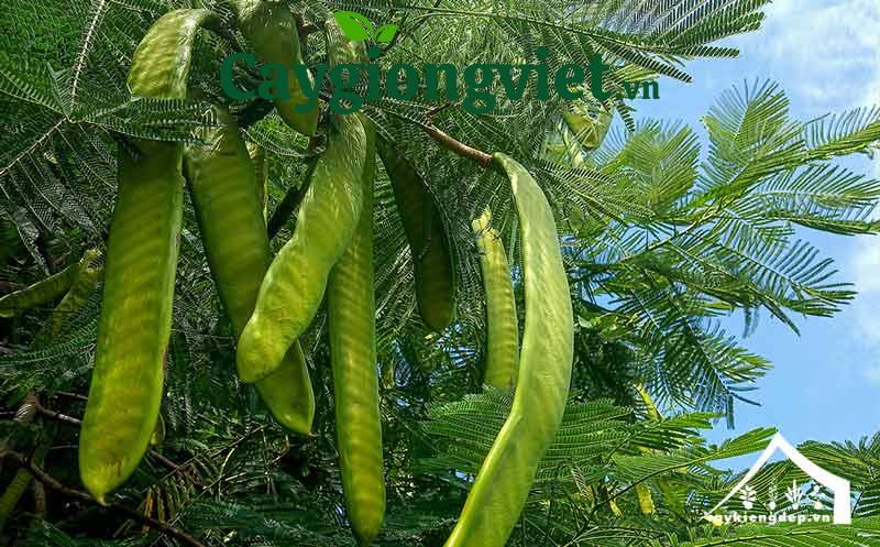quả của cây phượng vĩ