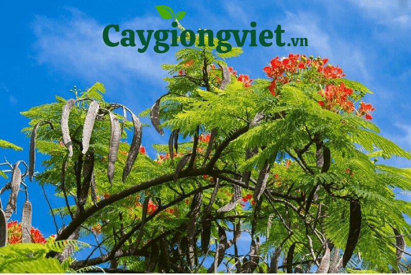 Cây phượng vỹ