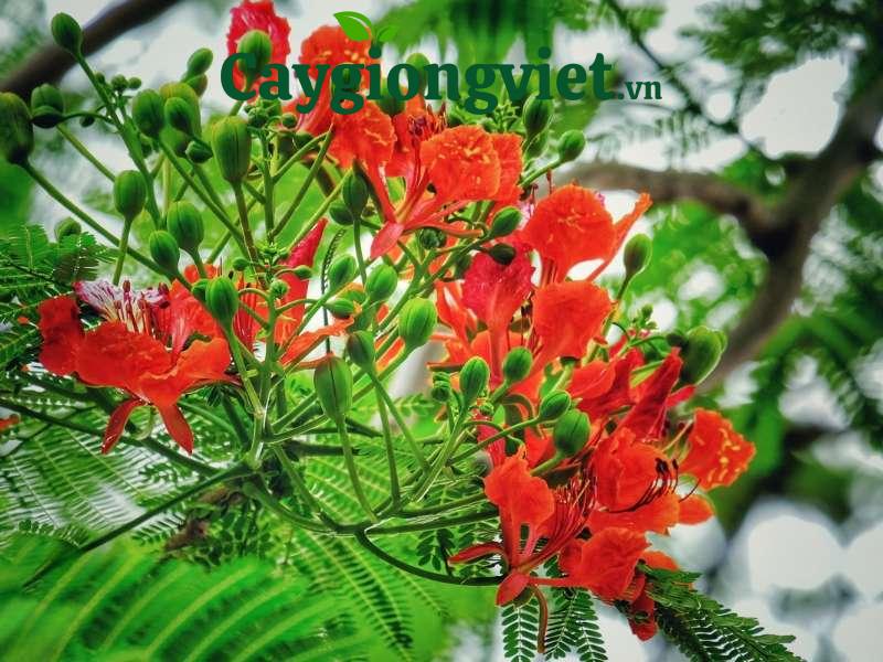 cay phuong vi 4