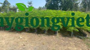 Cây Phượng Vĩ (phượng đỏ) Cây bóng mát