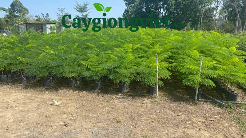 Cây Phượng Vĩ (phượng đỏ) Cây bóng mát