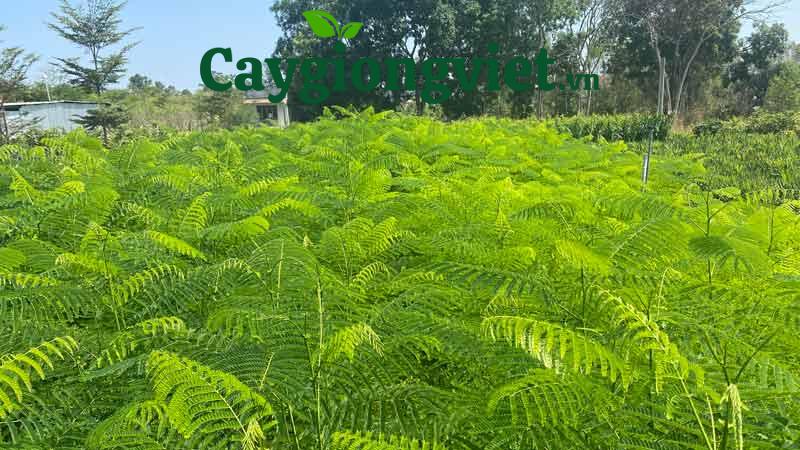 Cây Phượng Vĩ (phượng đỏ) cay phuong vi 7