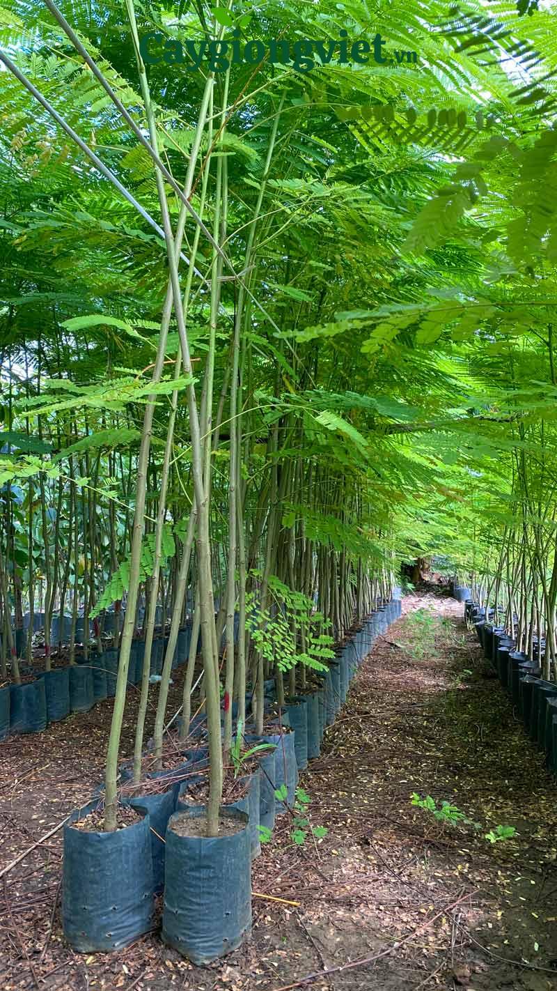 Cây Phượng Vĩ (phượng đỏ) cây phượng vĩ