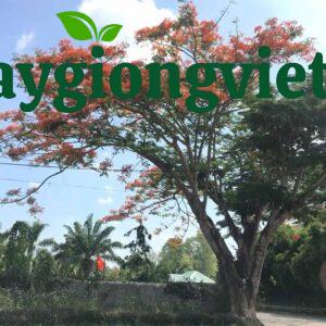 Cây phượng vỹ