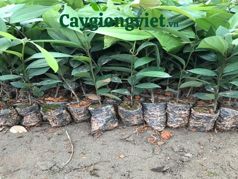 Cây giống quế