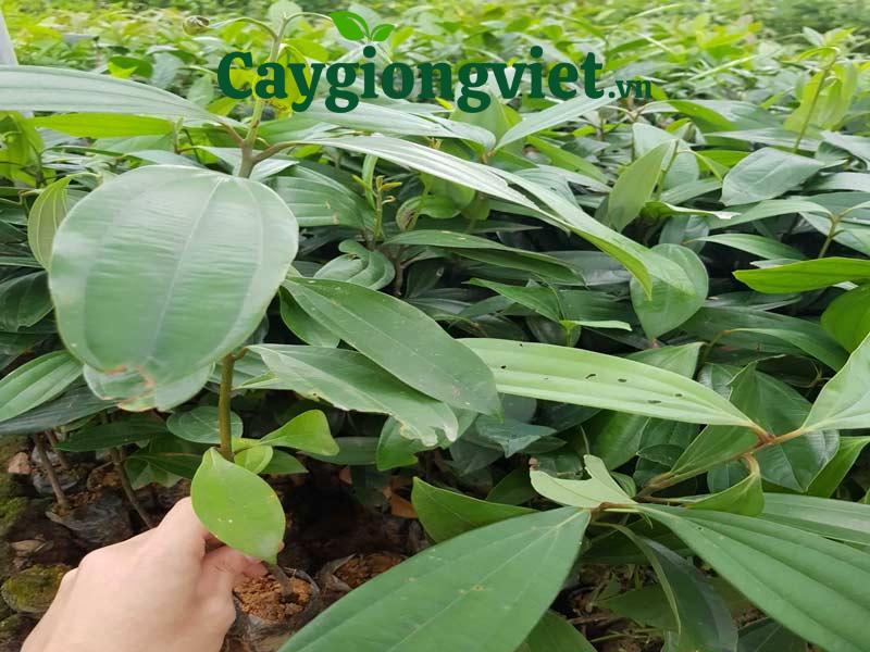 Cây quế giống được ươm tại vườn