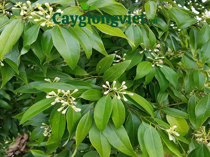 Hoa cây quế có màu trắng