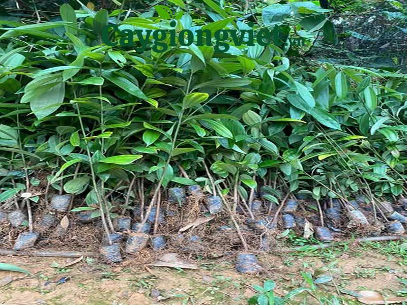 Giống cây quế