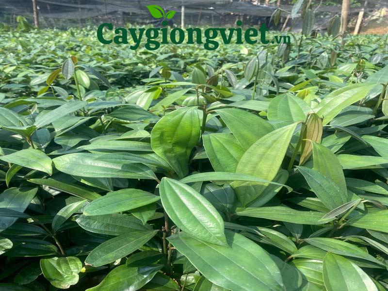Cây quế giống 