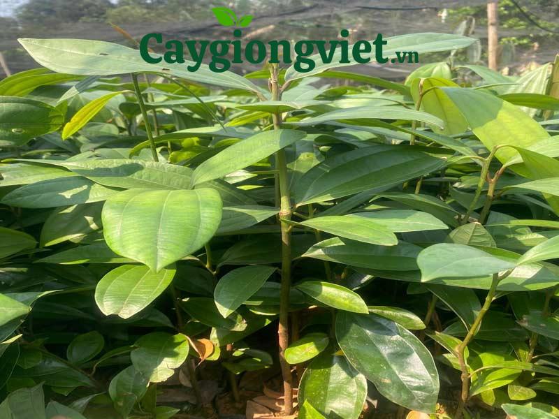 Cây quế giống 