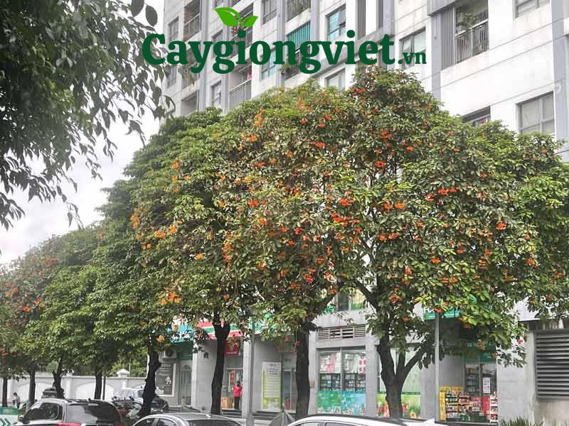cây sang