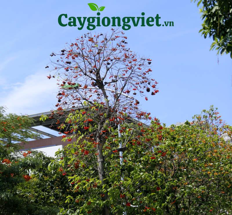 Cây sang