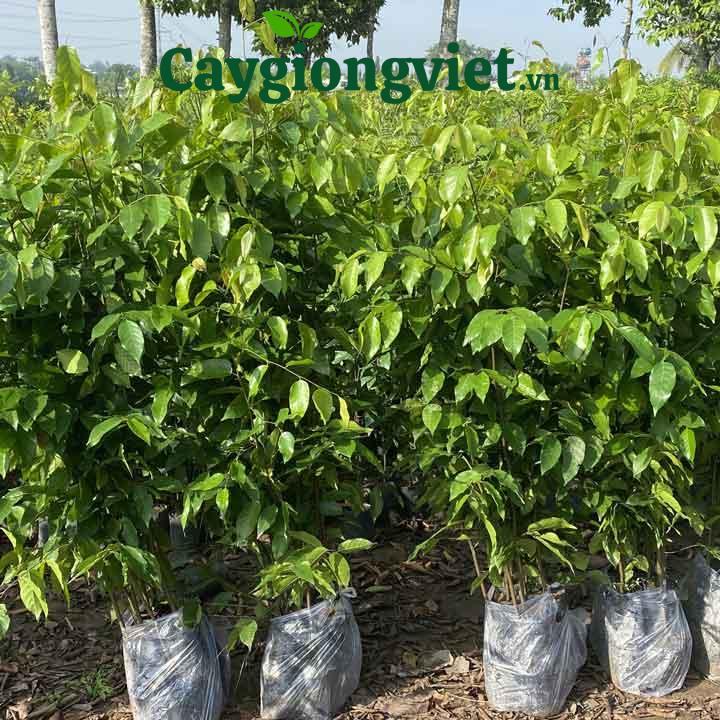 Cây Sao Đen Cây sao đen giống