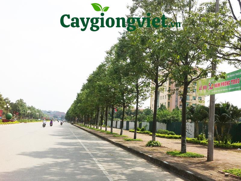 cây sao đen