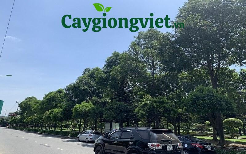 cay sao den 4 2