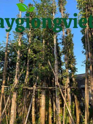 Cây sao đen công trình cây sao đen