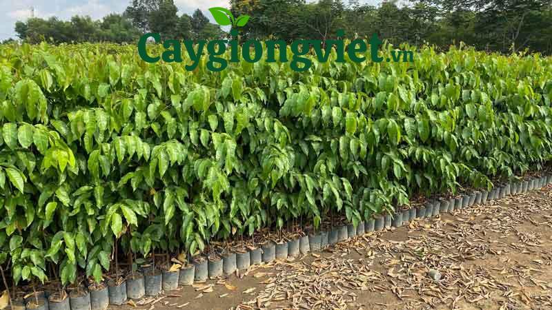 Cây Sao Đen Cây sao đen giống
