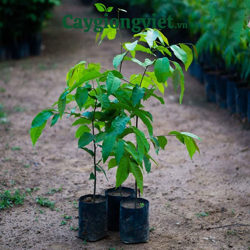 cây sao đen