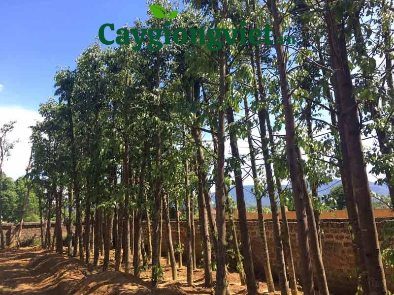 cây sao đen 