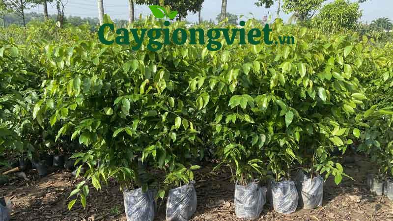 Cây Sao Đen Cách tính mật độ cây trồng
