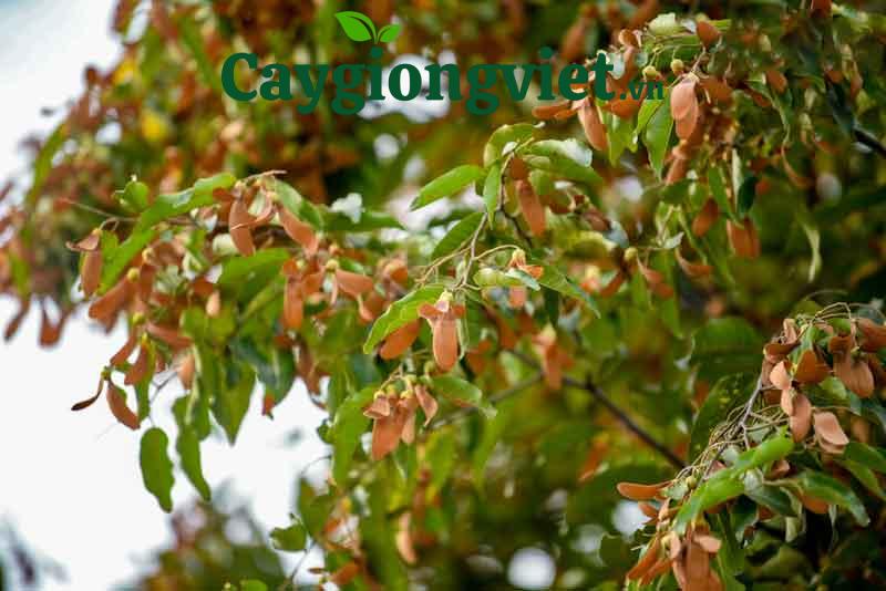 Cây sao đen