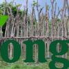 Cây sưa đỏ công trình cây sao đỏ