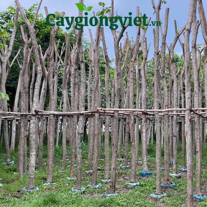 Cây sưa đỏ công trình cây sao đỏ