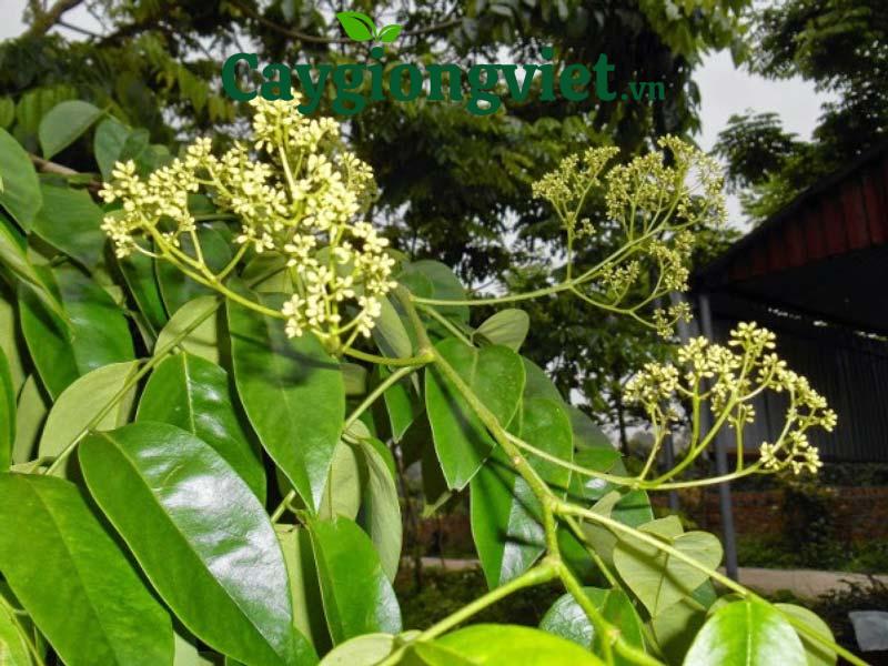 cây sưa đỏ