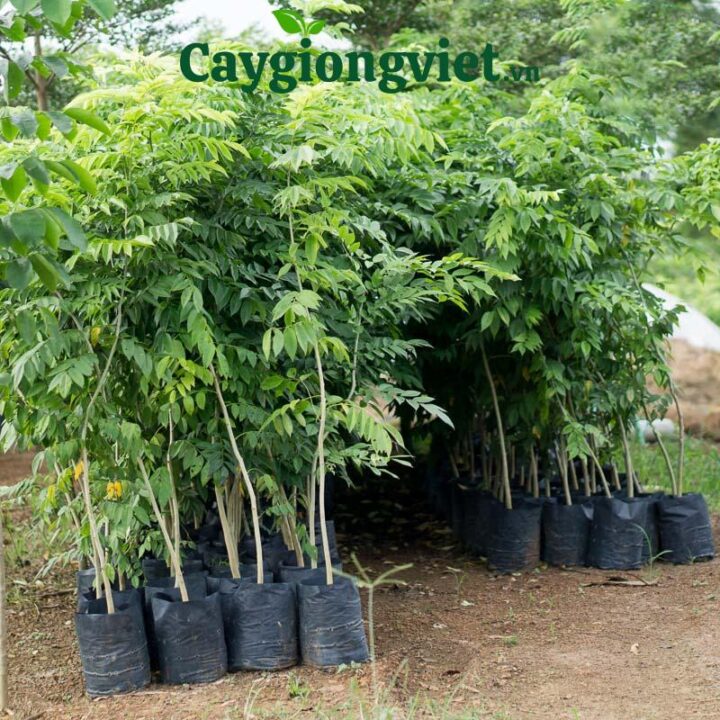 Cây Sưa Đỏ (trắc thối) cây sưa đỏ