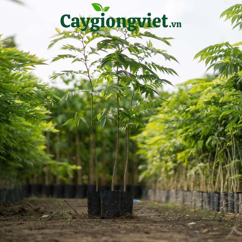 cây sưa đỏ