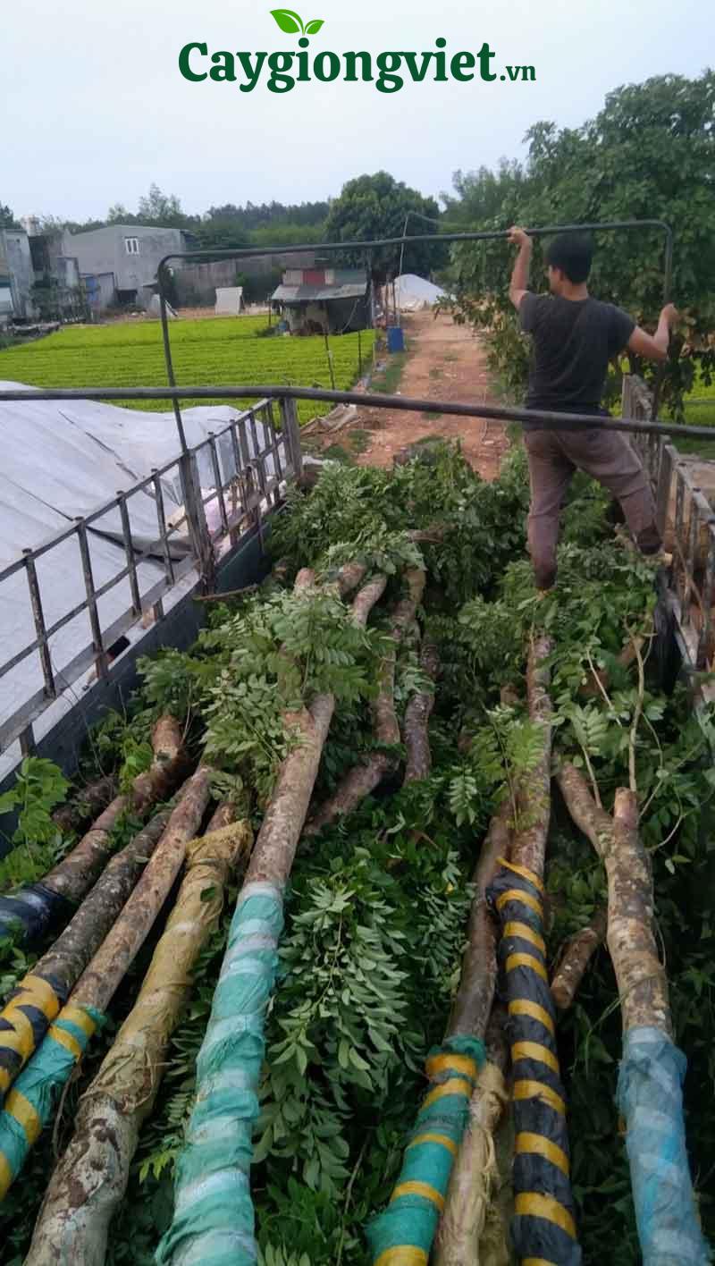 cây sao đỏ