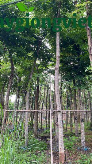 cây sưađỏ