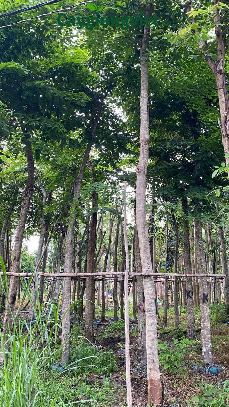 Cây sưa đỏ công trình cây sưađỏ