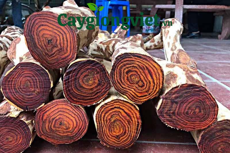 cây sưa đỏ
