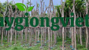 Cây sưa đỏ công trình cây sao đỏ