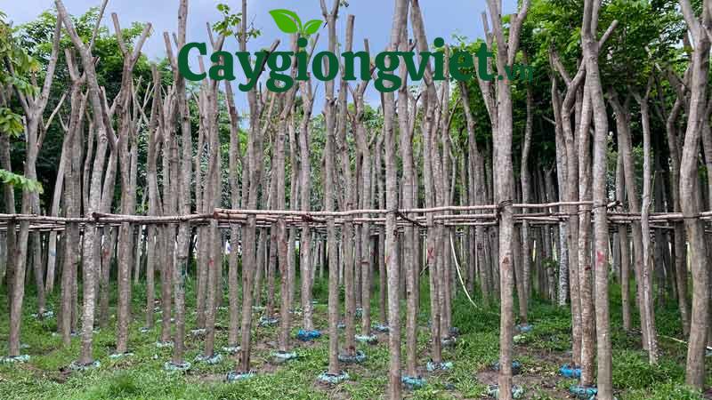 Cây sưa đỏ công trình cây sao đỏ