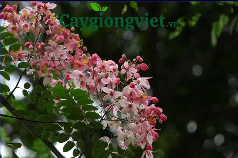 Hoa cây sưa đỏ