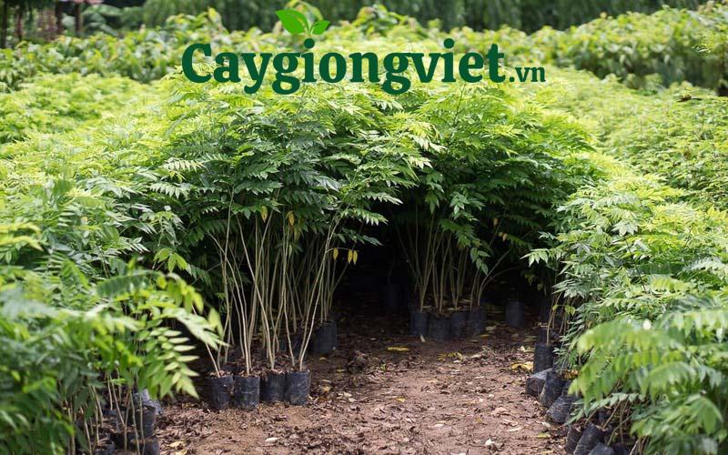 cây sưa đỏ
