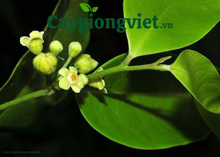 Cây trầm hương do bầu