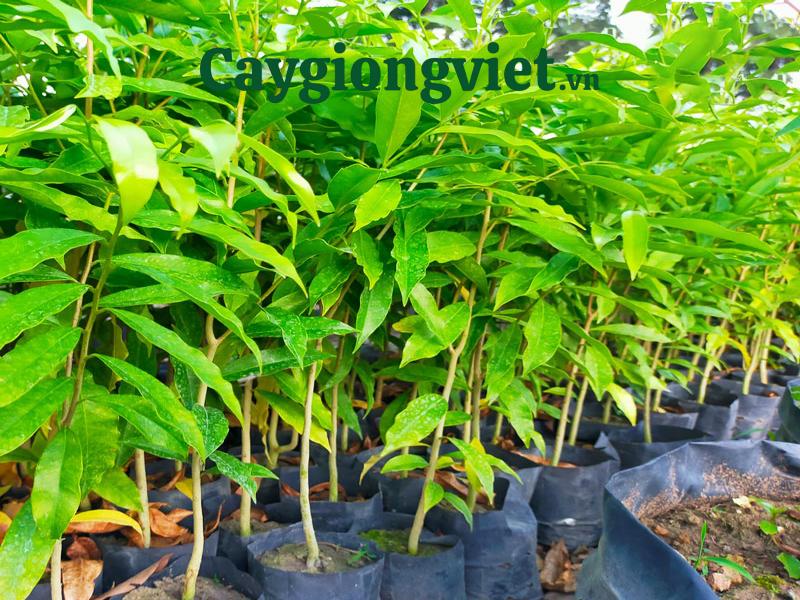 Cây trầm hương dó bầu