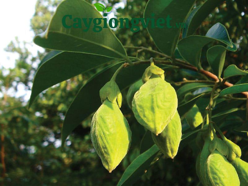 Cây trầm hương dó bầu