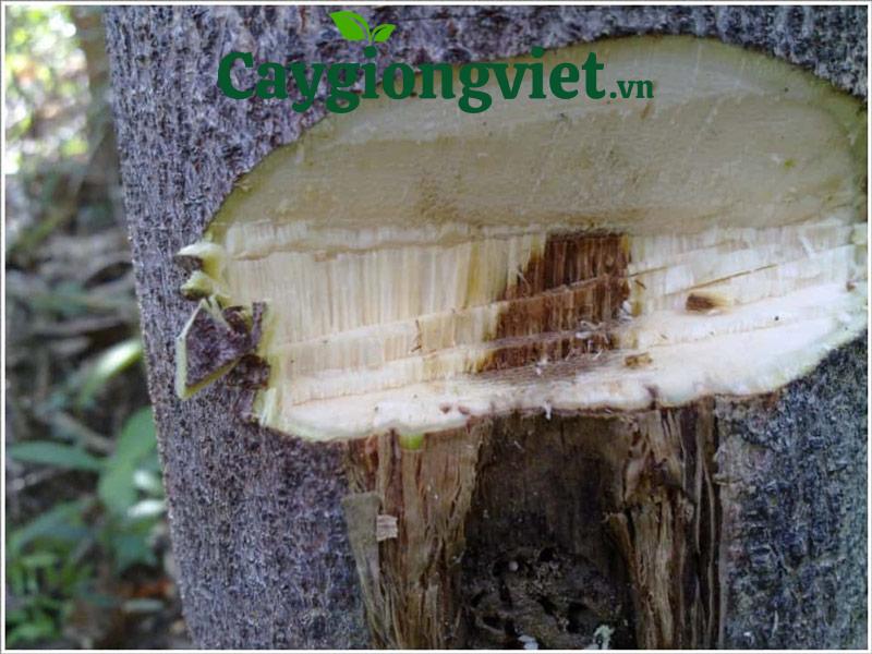 Cây trầm hương do bầu