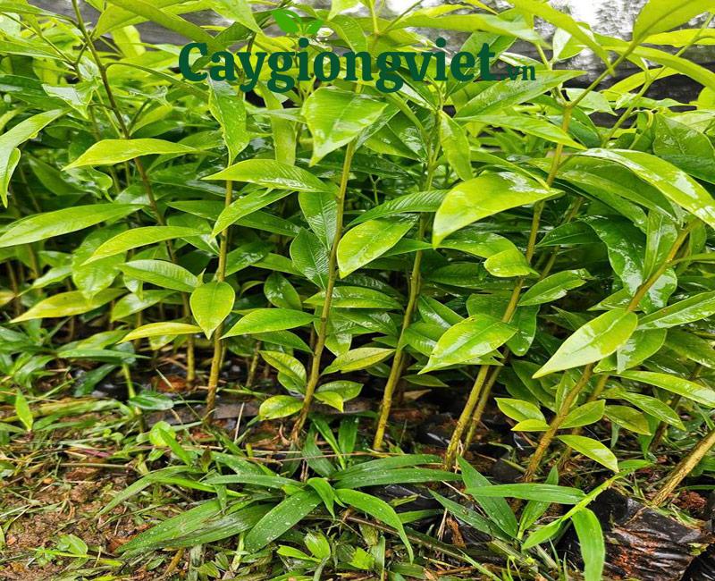 Cây trầm hương dó bầu