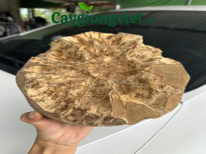  cây trầm hương