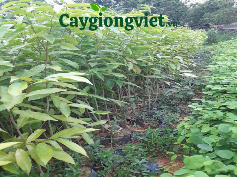 Cây trầm hương dó bầu