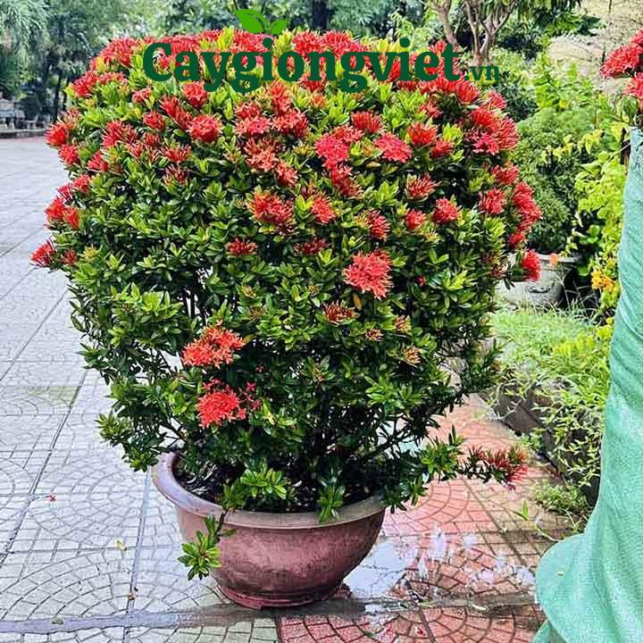 Cây Trang Đỏ cây trang đỏ