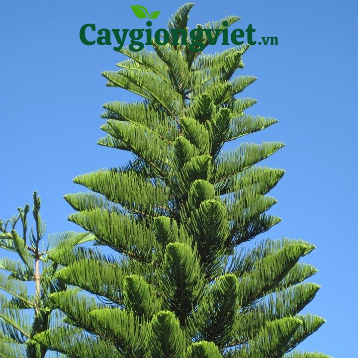 Cây Tùng Giống cây tùng